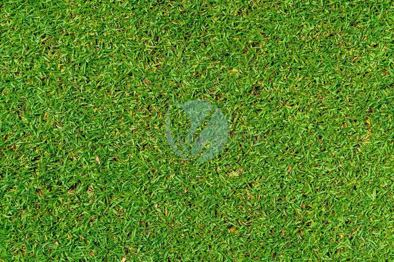 gazon kikuyu maroc clorofila