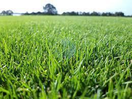 gazon paspalum maroc
