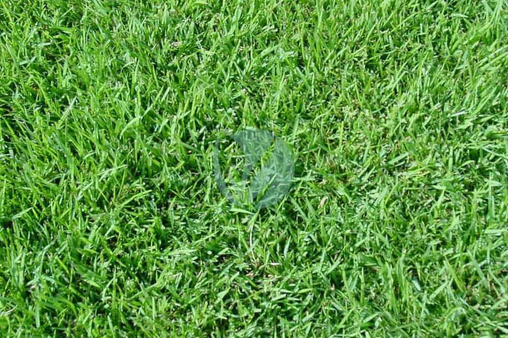 gazon paspalum