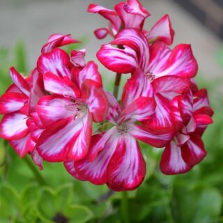 geranium-273452_1280.jpg