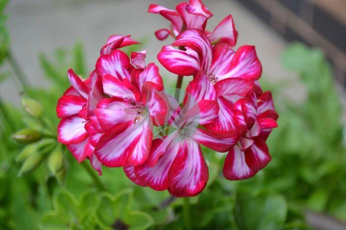 geranium