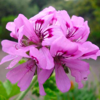 geranium-rosat-2