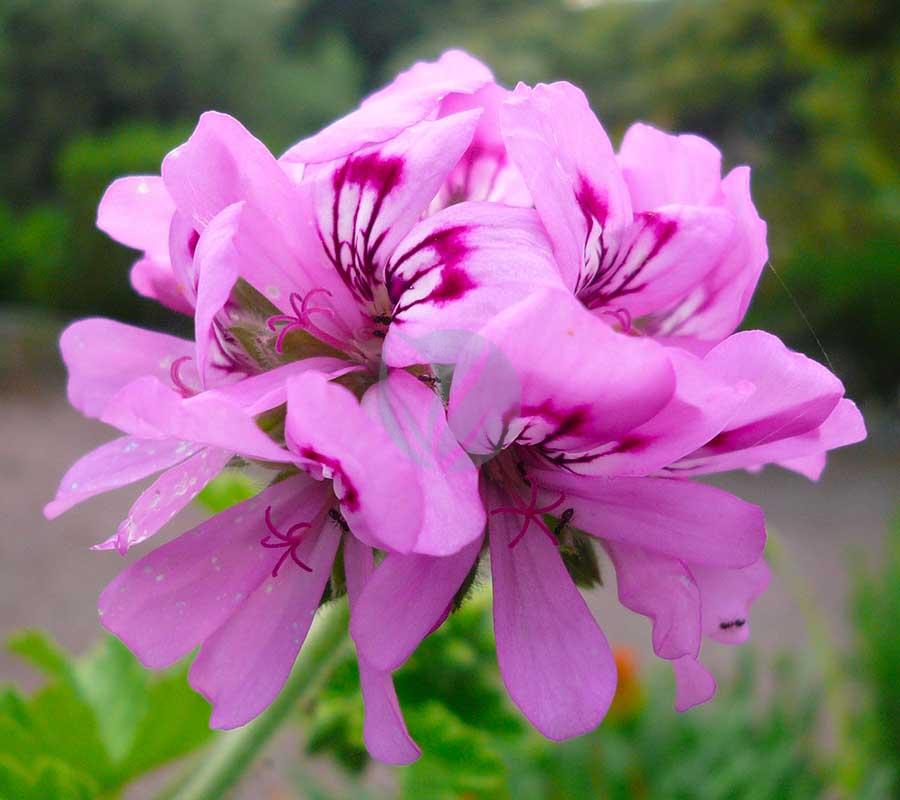 Geranium rosat (Atarcha) – Image 2