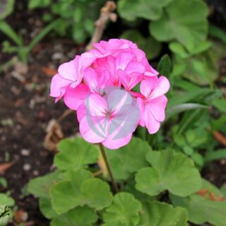 geranium-rosat
