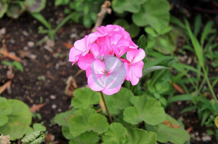 Geranium rosat (Atarcha)