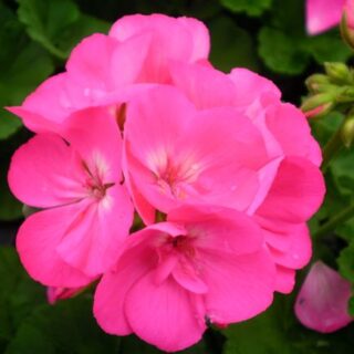 geranium-zonal-rose