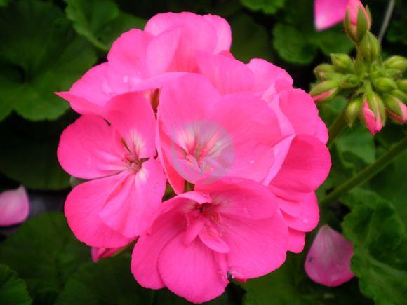 Geranium zonal – Image 2