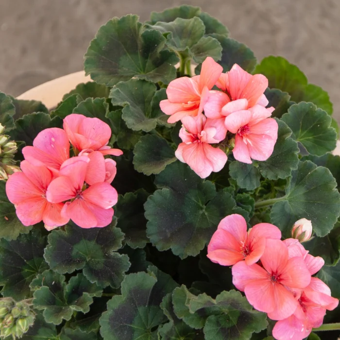 Geranium zonal – Image 5