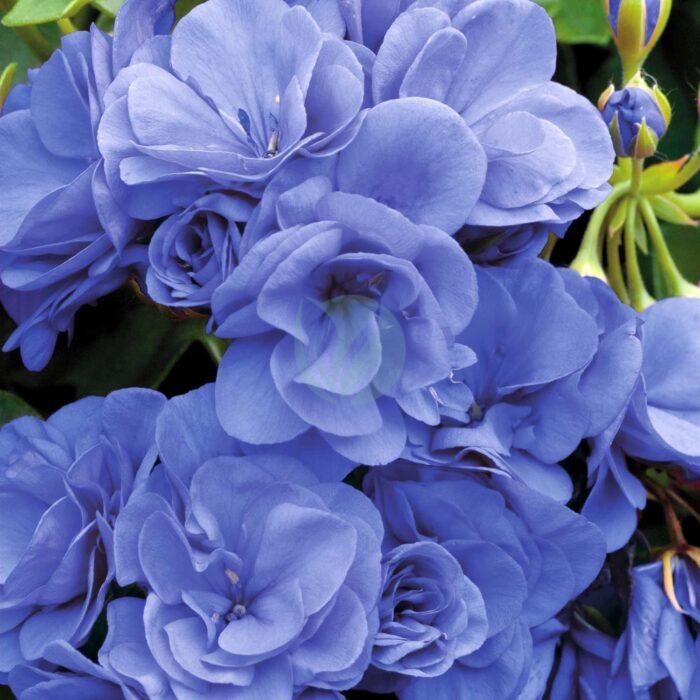 Geranium zonal – Image 3