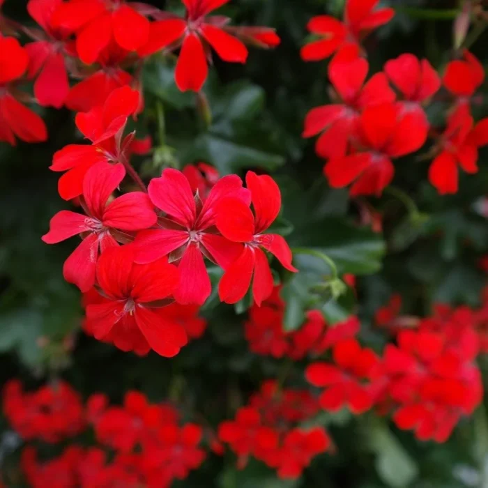 geranium lierre