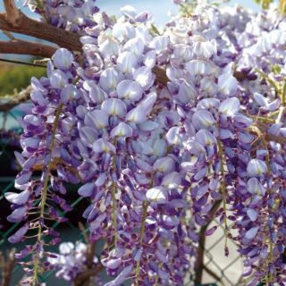 glycine-wisteria-maroc-.jpeg