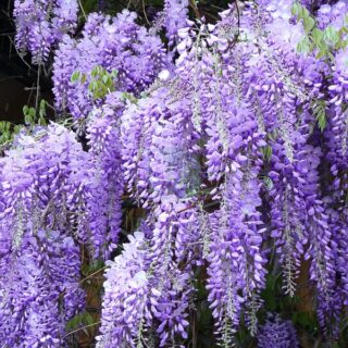 glycine-wisteria-maroc-clorofila.jpeg