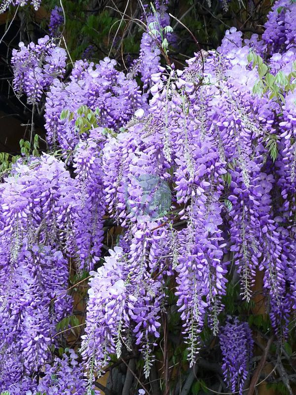 glycine wisteria maroc clorofila