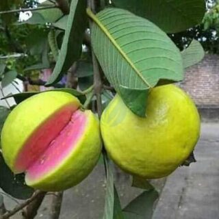goyavier-pomme-maroc.jpeg