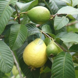 Arbres fruitiers au Maroc - Vente et Livraison a casablanca, rabat