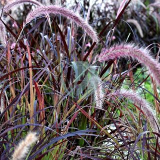 grass-3550166_1280.jpg