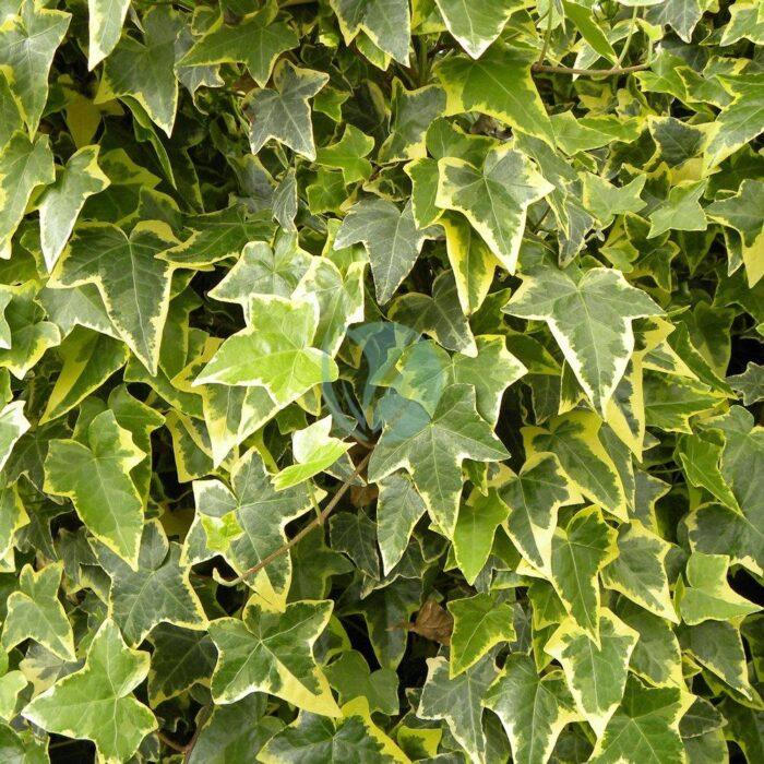 hedera helix panache