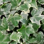 hedera helix panache maroc