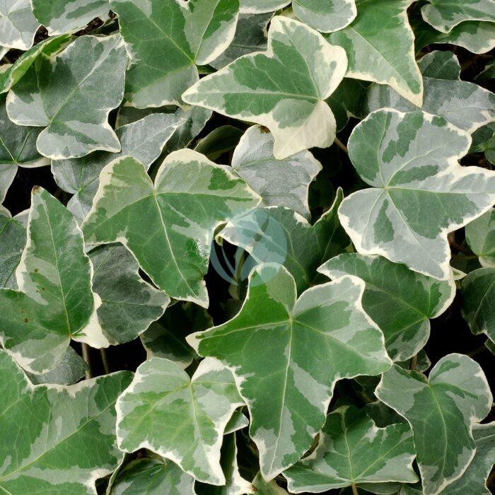 hedera helix panache maroc