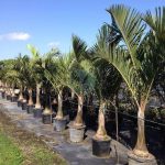 hyophorbe verschaffeltii palmier bouteille maroc