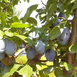 immature-fruits-of-organically-grown-blue-plums-fruits-scaled-1.jpg