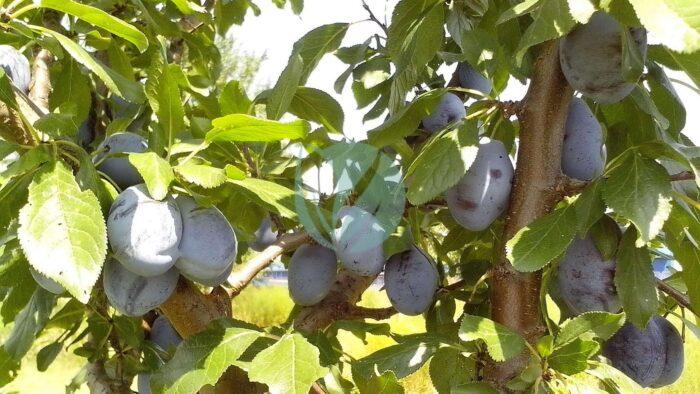 immature fruits of organically grown blue plums fruits scaled