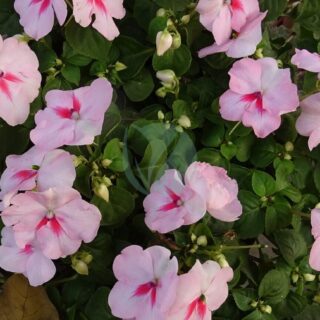 impatiens-1239866_1280.jpg