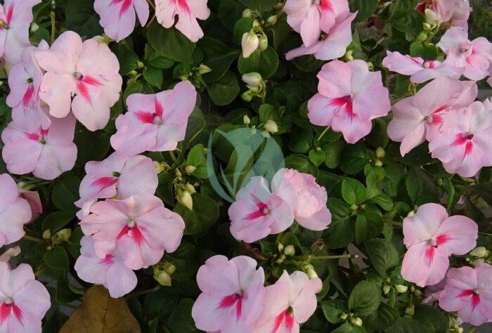 impatiens