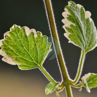 incense-plant-3864055_1280-1.jpg