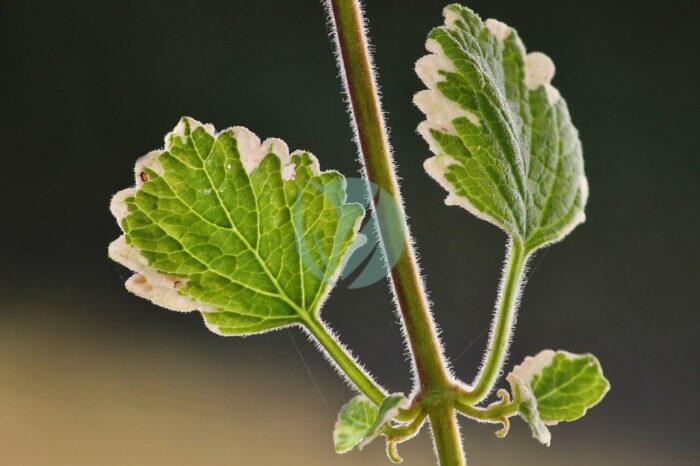 incense plant