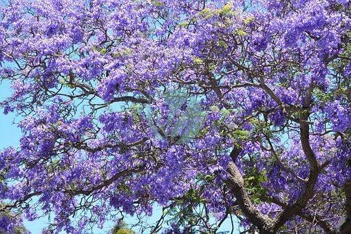 jacaranda