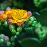 kalanchoe blossom bloom thick sheet greenhouse