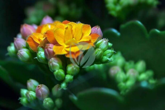 kalanchoe blossom bloom thick sheet greenhouse