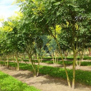 koelreuteria-paniculata-savonnier-maroc.jpeg