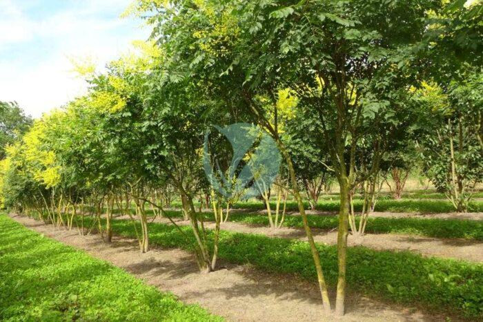 koelreuteria paniculata savonnier maroc