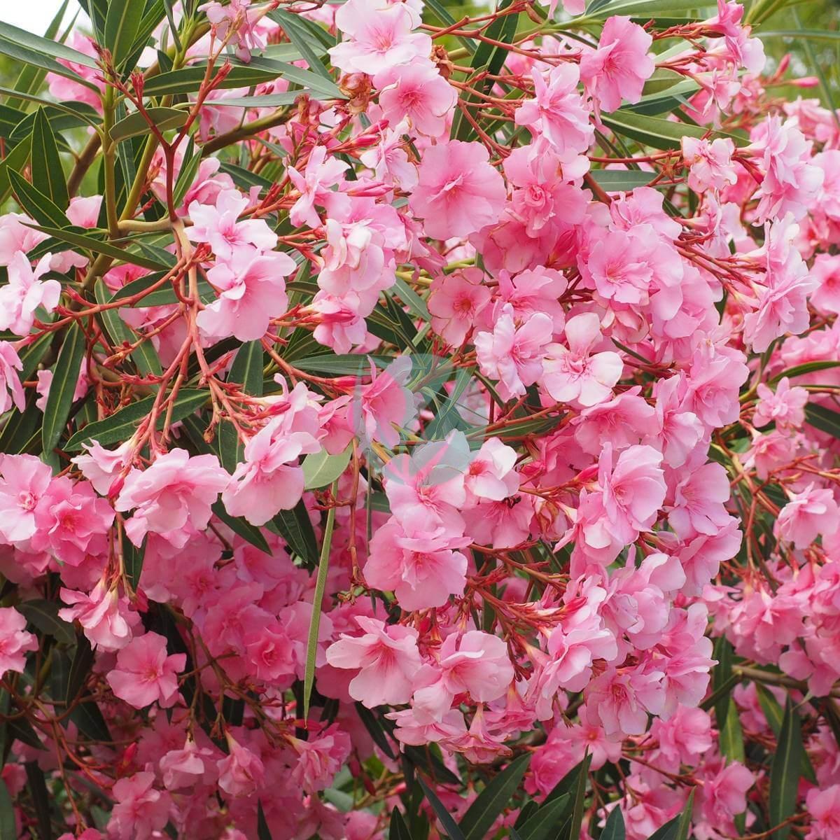 laurier rose