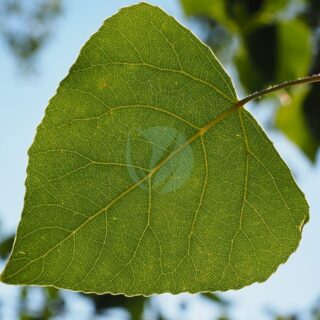 leaf-671661_1280.jpg