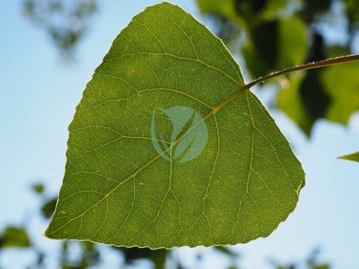 leaf