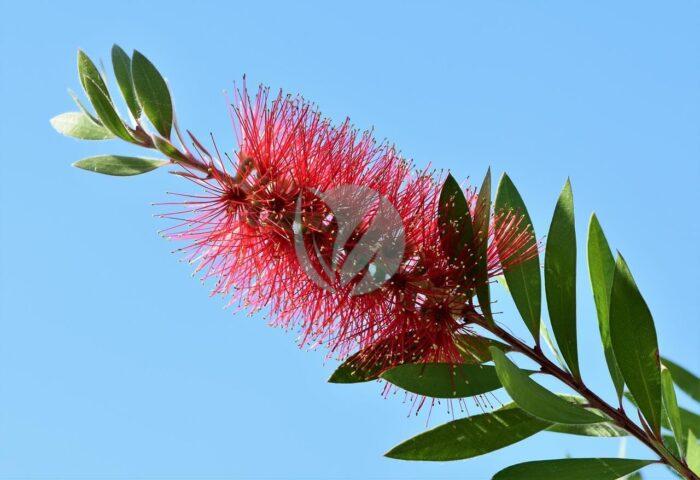 lemon bottlebrush