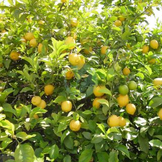 lemon-tree-225907_1280.jpg