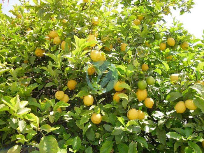 lemon tree