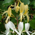 lonicera chevrefeuille maroc clorofila