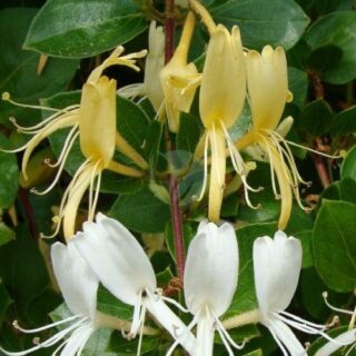 lonicera-chevrefeuille-maroc-clorofila.jpeg