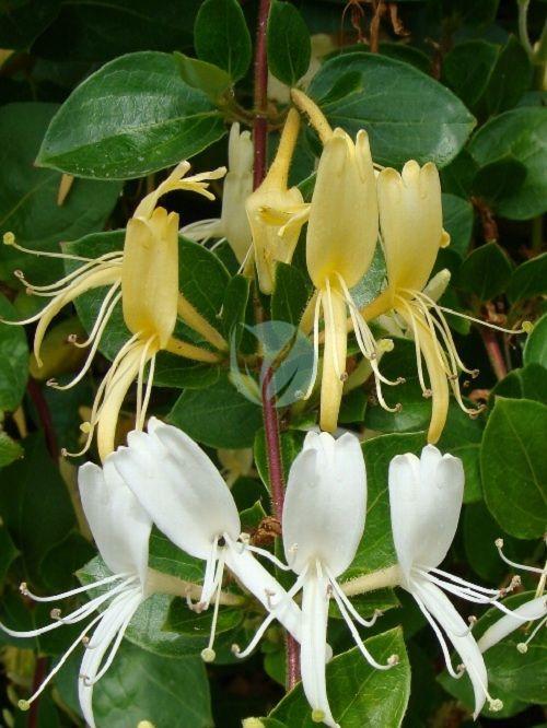 lonicera chevrefeuille maroc clorofila