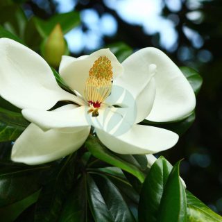 magnolia-grandiflora-maroc.jpeg