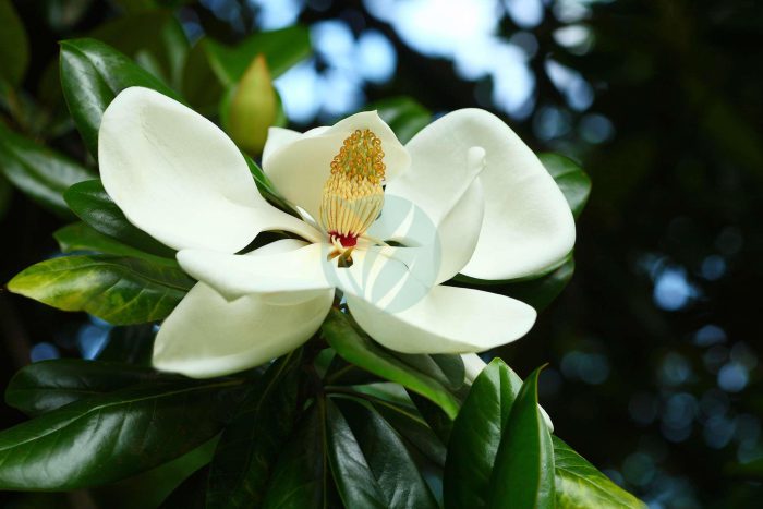 magnolia grandiflora maroc