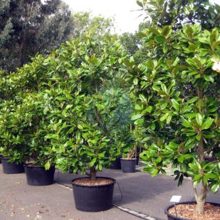 magnolia-grandiflora-maroc-clorofila-2-1.jpeg