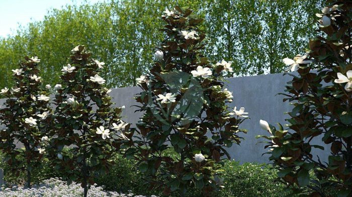 magnolia grandiflora maroc clorofila
