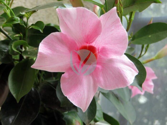 mandevilla