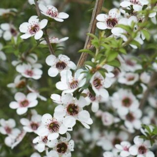 Archives des Manuka maroc - Clorofila